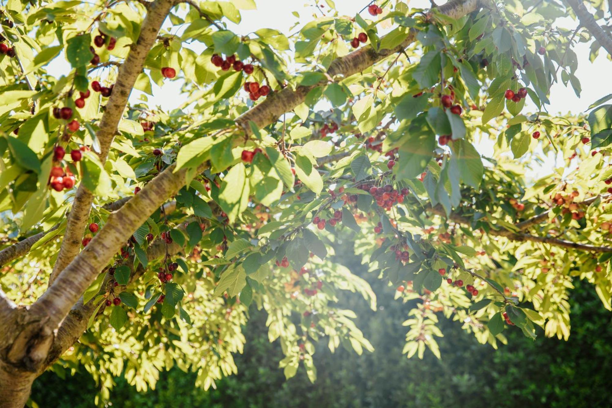 Divina Costiera Βίλα Agerola Εξωτερικό φωτογραφία